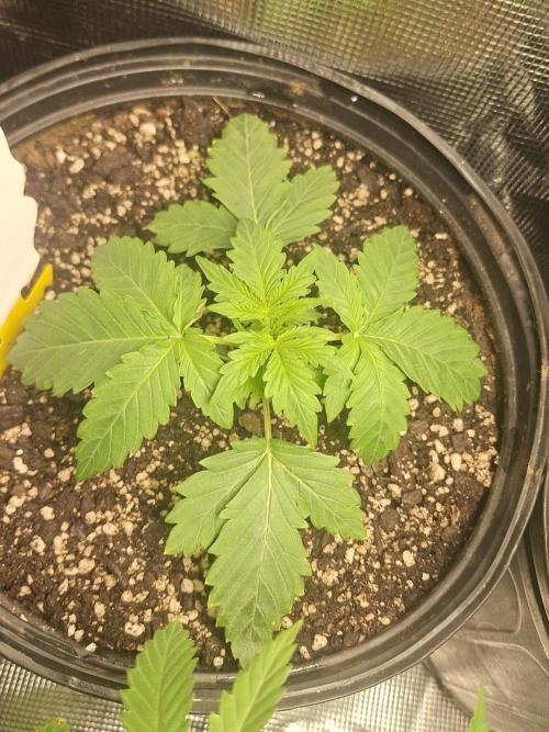 Loomins Auto Grow #3. Week 3 - Ethos Crescendo Peach Auto 🍑 (3 gal pot)