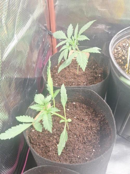 Loomins Auto Grow #3. Week 3 - StrngSeeds Blackberry Kush Auto and Columbian Gold Auto 