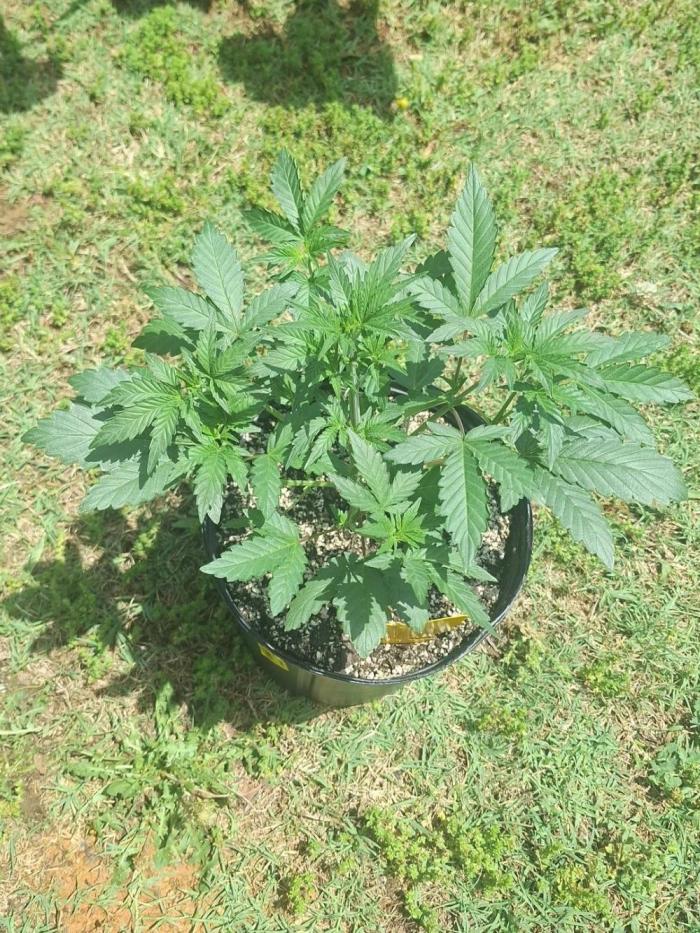 Loomins Auto Grow #2. Week 4 - Papaya Breath Auto Multiversebeans 
