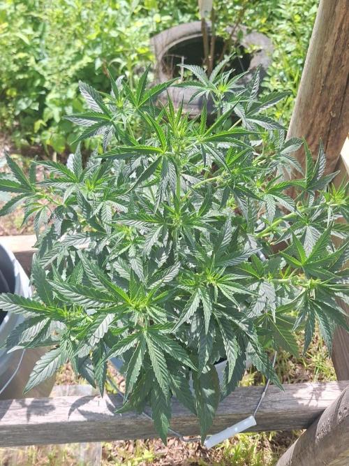Loomins Auto Grow. Week 5 - Wedding Cake Auto 