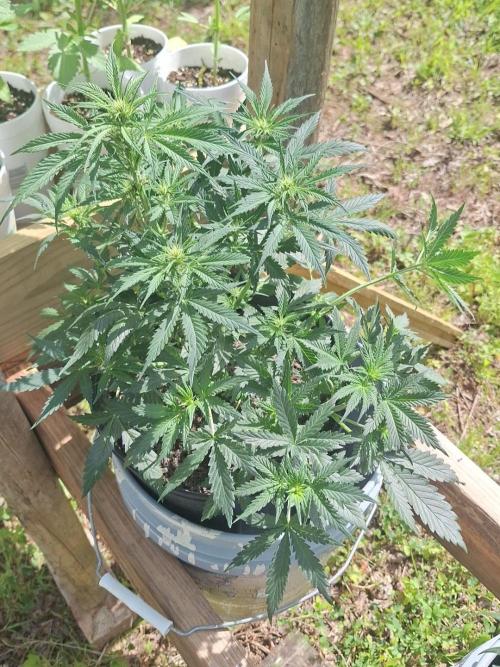 Loomins Auto Grow. Week 5 - Bruce Banner Auto x2 