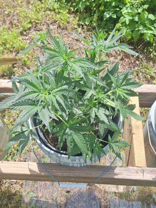 Loomins Auto Grow. Week 5 - Gorilla Z Auto 