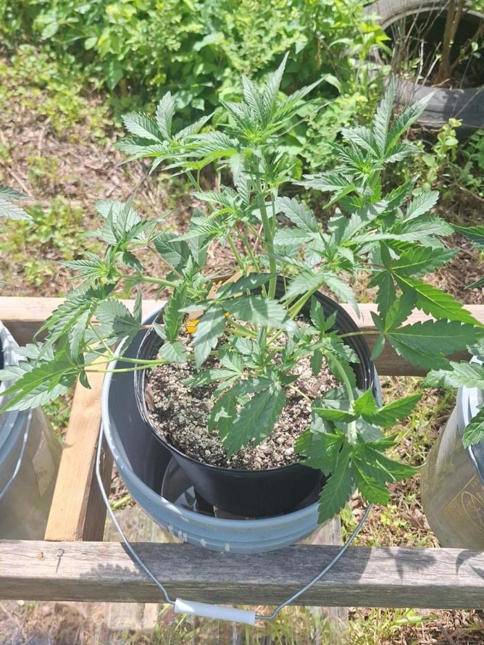 Loomins Auto Grow #2. Week 5 - She is lovely!! Smells great!!