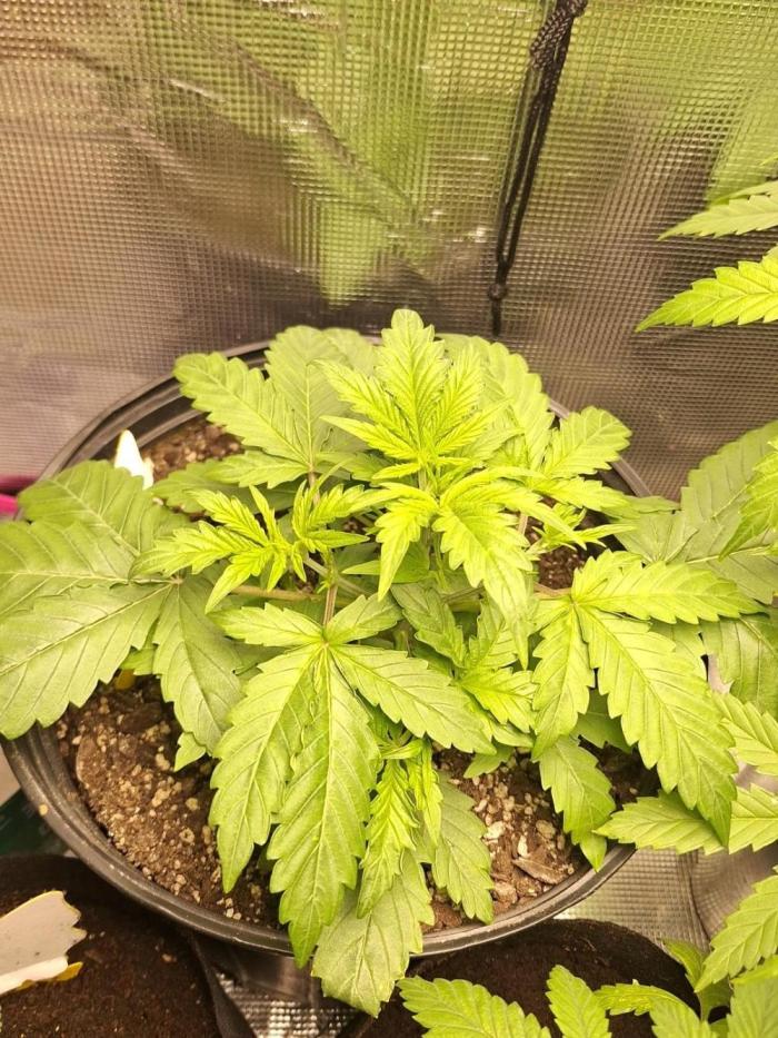 Loomins Auto Grow #3. Week 4 - Ethos Crescendo Peach Auto 🍑 