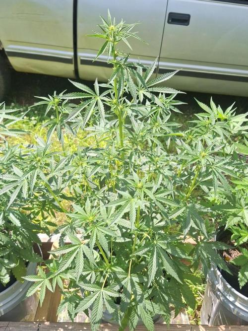Loomins Auto Grow. Week 6 - Wedding Cake Auto 