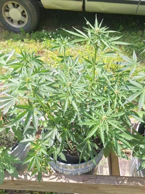 Loomins Auto Grow. Week 6 - Bruce Banner Auto x2 