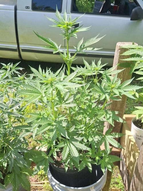Loomins Auto Grow. Week 6 - Gorilla Z Auto 