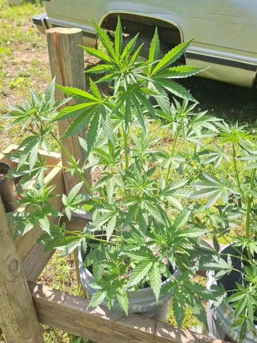 Loomins Auto Grow. Week 6 - Papaya Breath Auto 