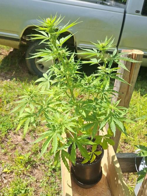 Loomins Auto Grow. Week 6 - Power Plant Auto (soil)