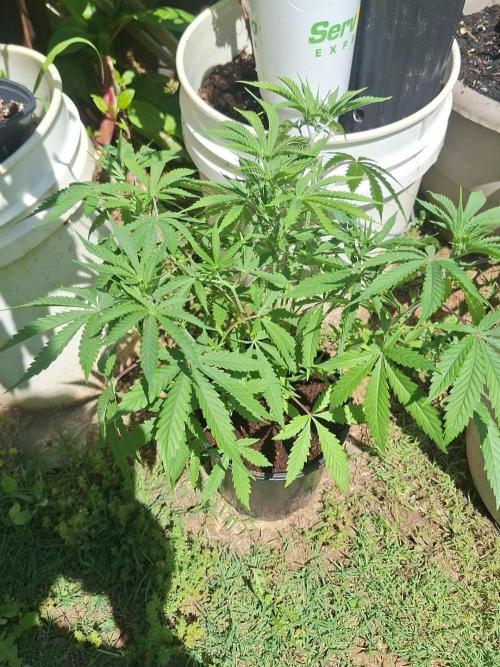 Loomins Auto Grow. Week 6 - Power Plant Auto (coco)