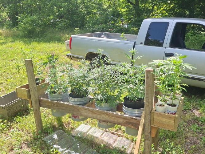Loomins Auto Grow. Week 6 - The Garden