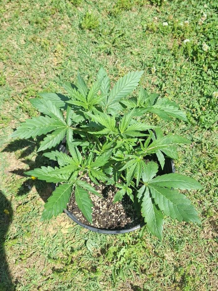 Loomins Auto Grow #3. Week 5 - Ethos Crescendo Peach Auto 🍑 
