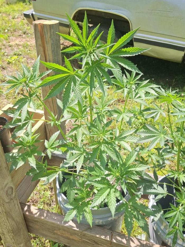 Loomins Auto Grow #2. Week 6 - Multiversebeans Papaya Breath Auto 