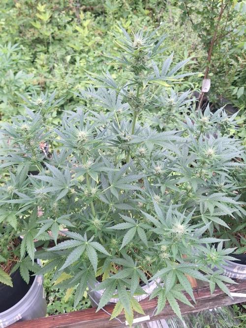 Loomins Auto Grow. Week 7 - Wedding Cake Auto 