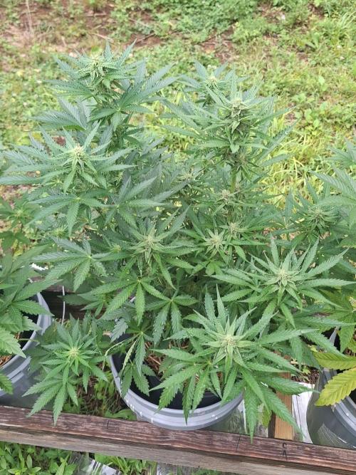 Loomins Auto Grow. Week 7 - Bruce Banner Auto 