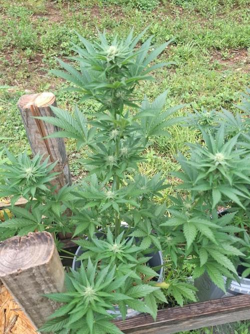 Loomins Auto Grow. Week 7 - Papaya Breath Auto 