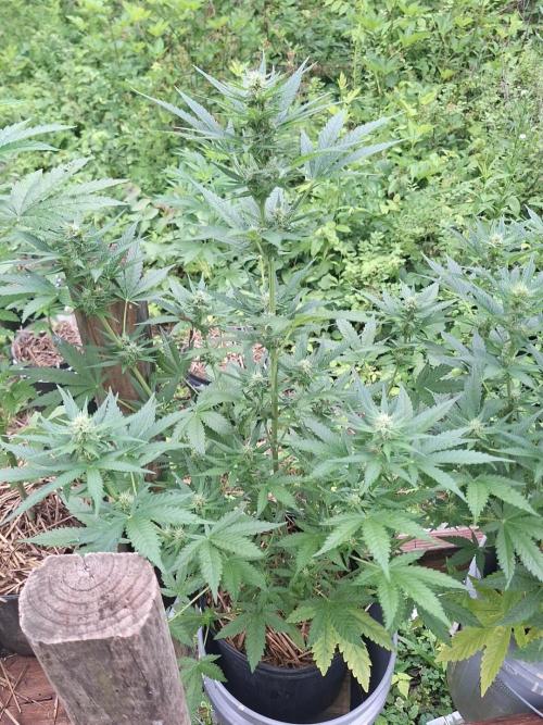 Loomins Auto Grow. Week 7 - Gorilla Z Auto 