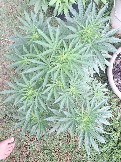 Loomins Auto Grow. Week 7 - Power Plant Auto 
