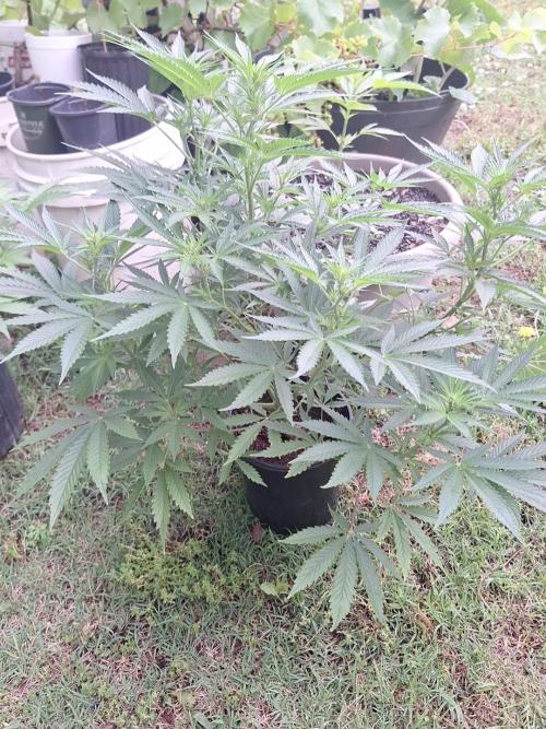 Loomins Auto Grow. Week 7 - Power Plant Auto 