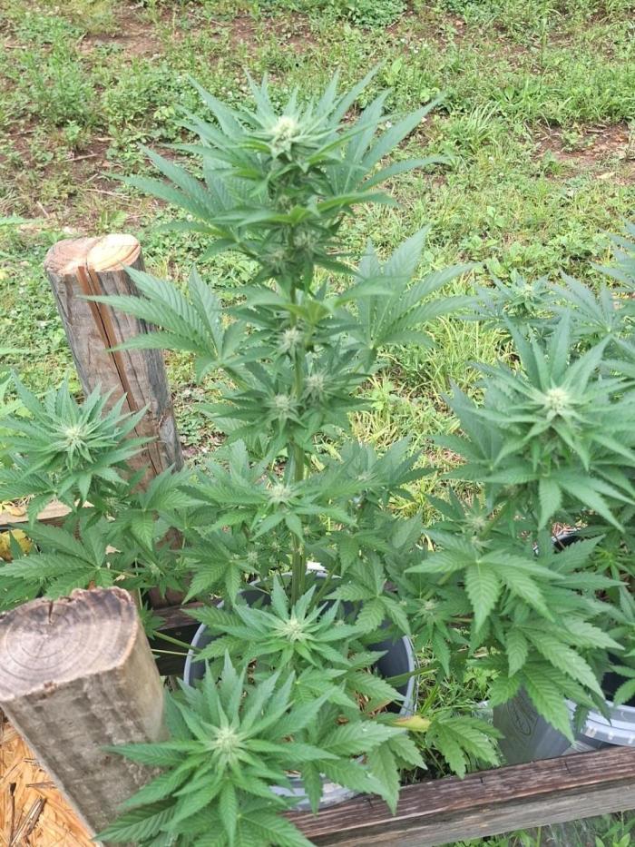 Loomins Auto Grow #2. Week 7 - Papaya Breath Auto Stacking Nicely!!