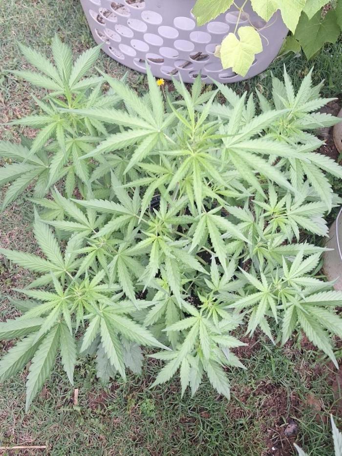 Loomins Auto Grow #3. Week 6 - Ethos Crescendo Peach Auto 🍑 