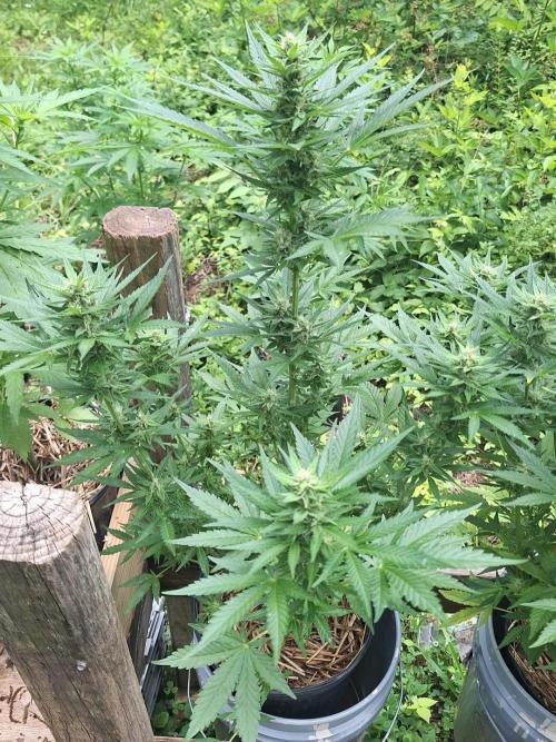 Loomins Auto Grow. Week 9