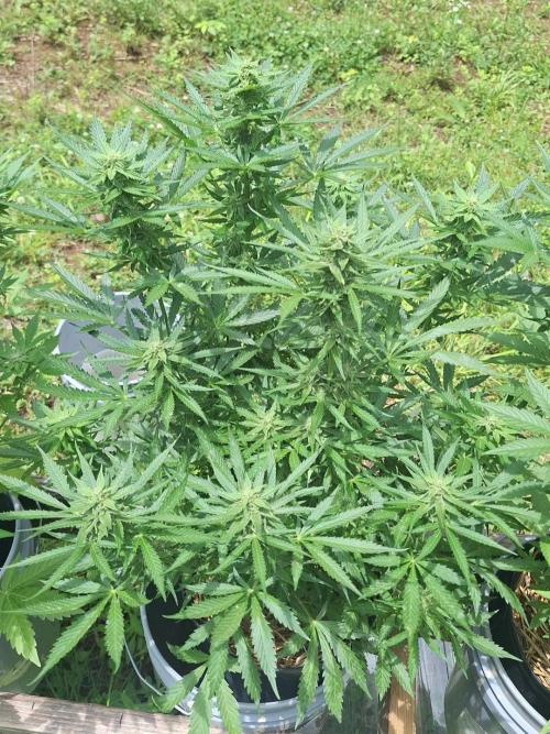 Loomins Auto Grow. Week 9