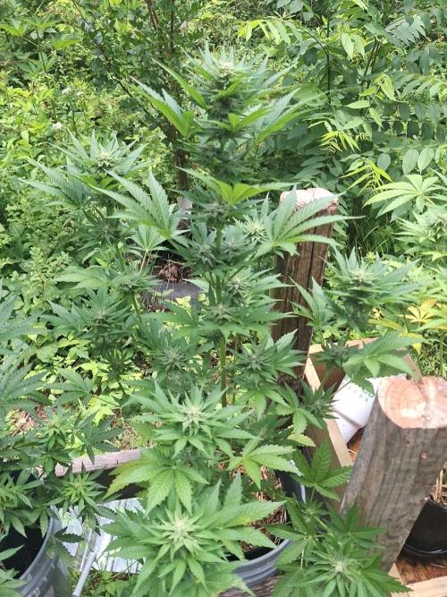 Loomins Auto Grow. Week 9