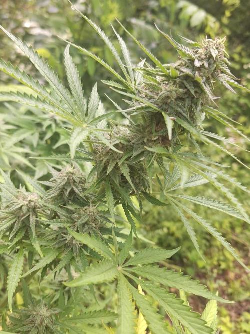 Loomins Auto Grow. Week 9