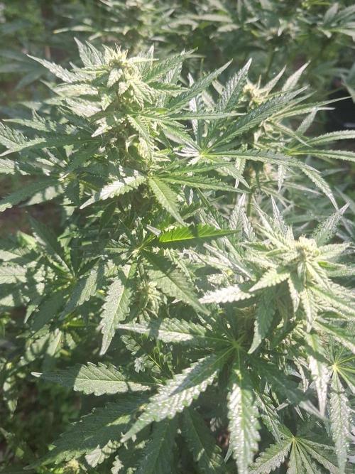Loomins Auto Grow. Week 9
