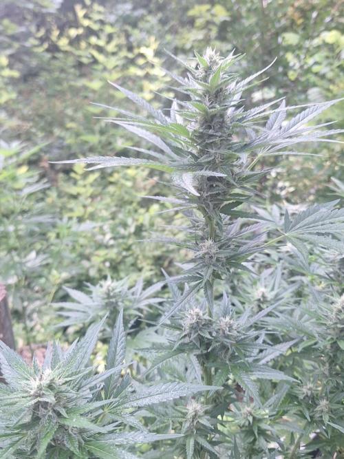 Loomins Auto Grow. Week 9