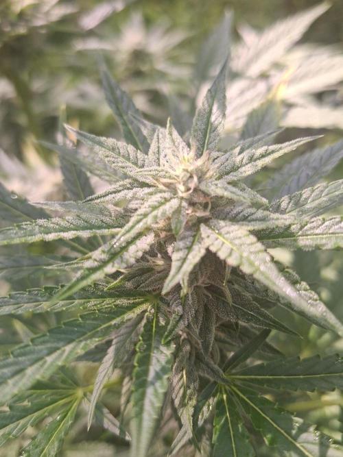 Loomins Auto Grow. Week 9