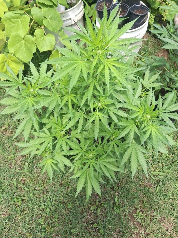 Loomins Auto Grow #3. Week 7 - Ethos Crescendo Peach Auto 🍑 