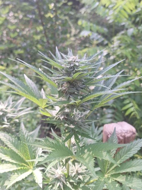Loomins Auto Grow #2. Week 9
