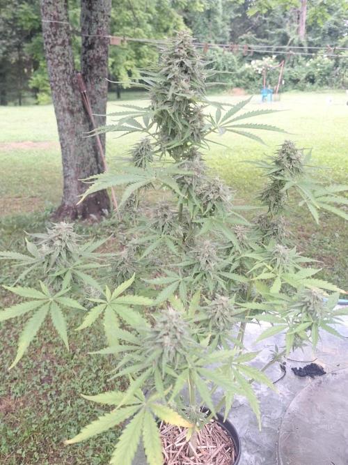 Loomins Auto Grow. Week 10 - Power Plant Auto (soil)