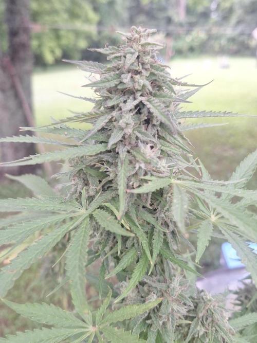 Loomins Auto Grow. Week 10 - Power Plant Auto (soil)
