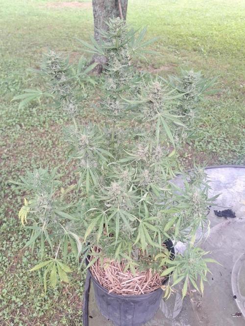 Loomins Auto Grow. Week 10 - Bruce Banner Auto 