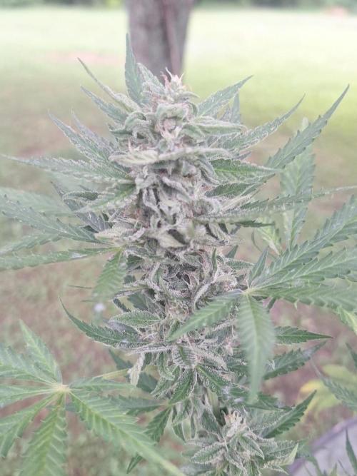 Loomins Auto Grow. Week 10 - Bruce Banner Auto 