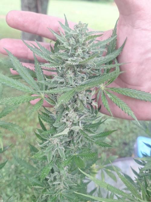 Loomins Auto Grow. Week 10 - Bruce Banner Auto 