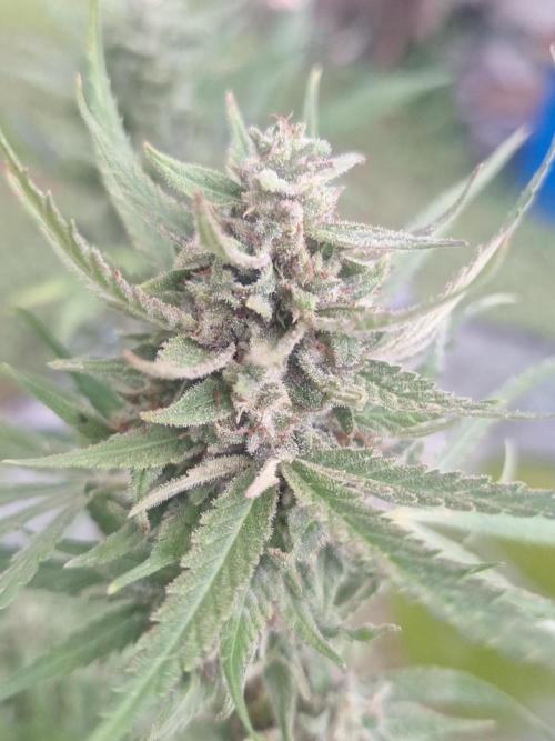 Loomins Auto Grow. Week 10 - Bruce Banner Auto 