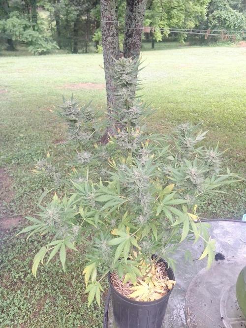 Loomins Auto Grow. Week 10 - Wedding Cake Auto 