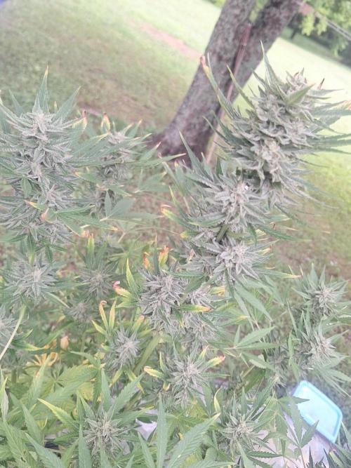 Loomins Auto Grow. Week 10 - Wedding Cake Auto 