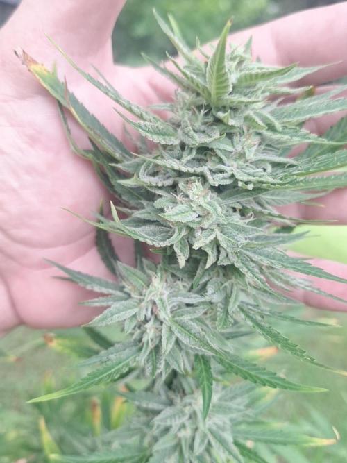 Loomins Auto Grow. Week 10 - Wedding Cake Auto 