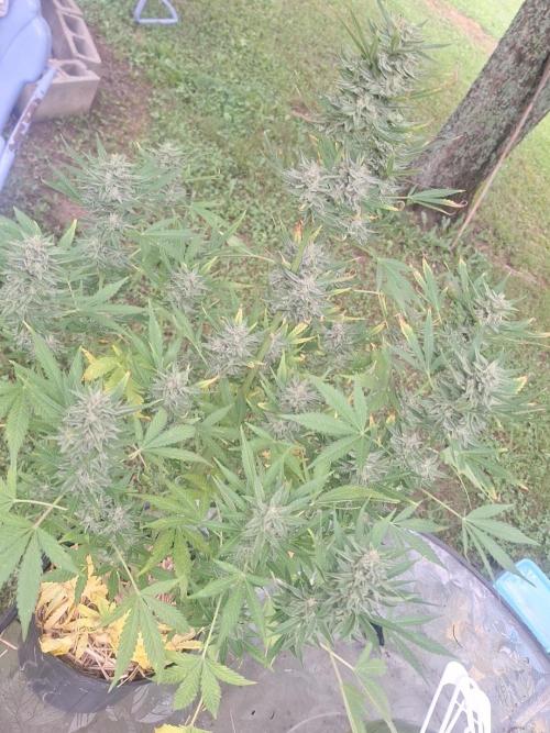 Loomins Auto Grow. Week 10 - Wedding Cake Auto 