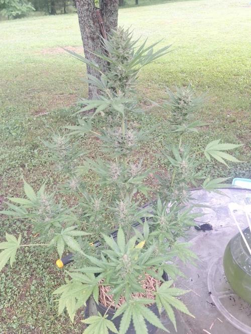 Loomins Auto Grow. Week 10 - Gorilla Z Auto 