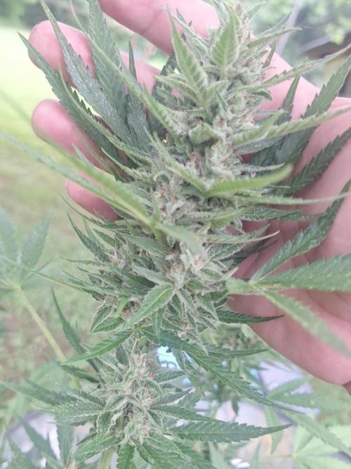 Loomins Auto Grow. Week 10 - Gorilla Z Auto 