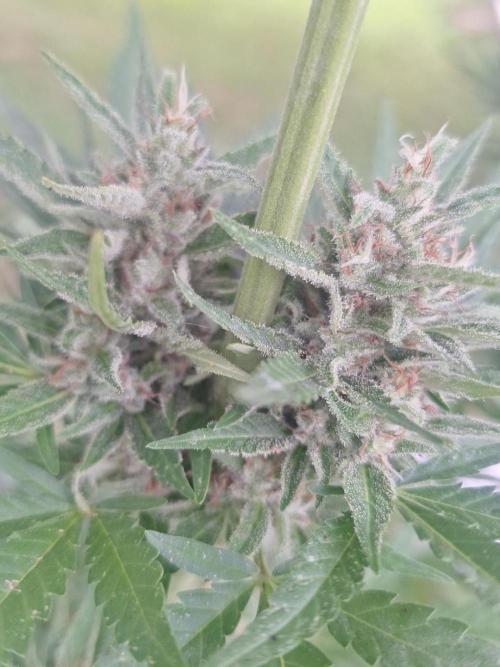 Loomins Auto Grow. Week 10 - Gorilla Z Auto 