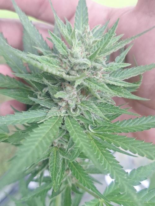 Loomins Auto Grow. Week 10 - Gorilla Z Auto 