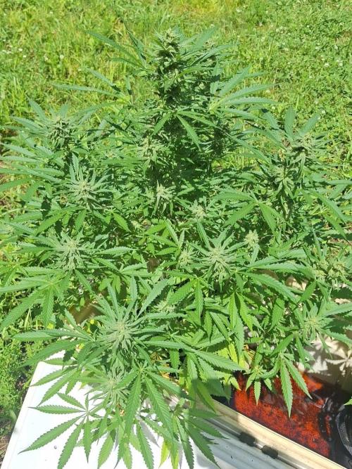 Loomins Auto Grow #3. Week 8 - Power Plant Auto (coco)