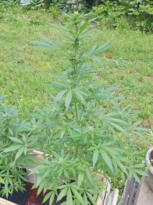 Loomins Auto Grow #3. Week 8 - Blackberry Kush Auto 